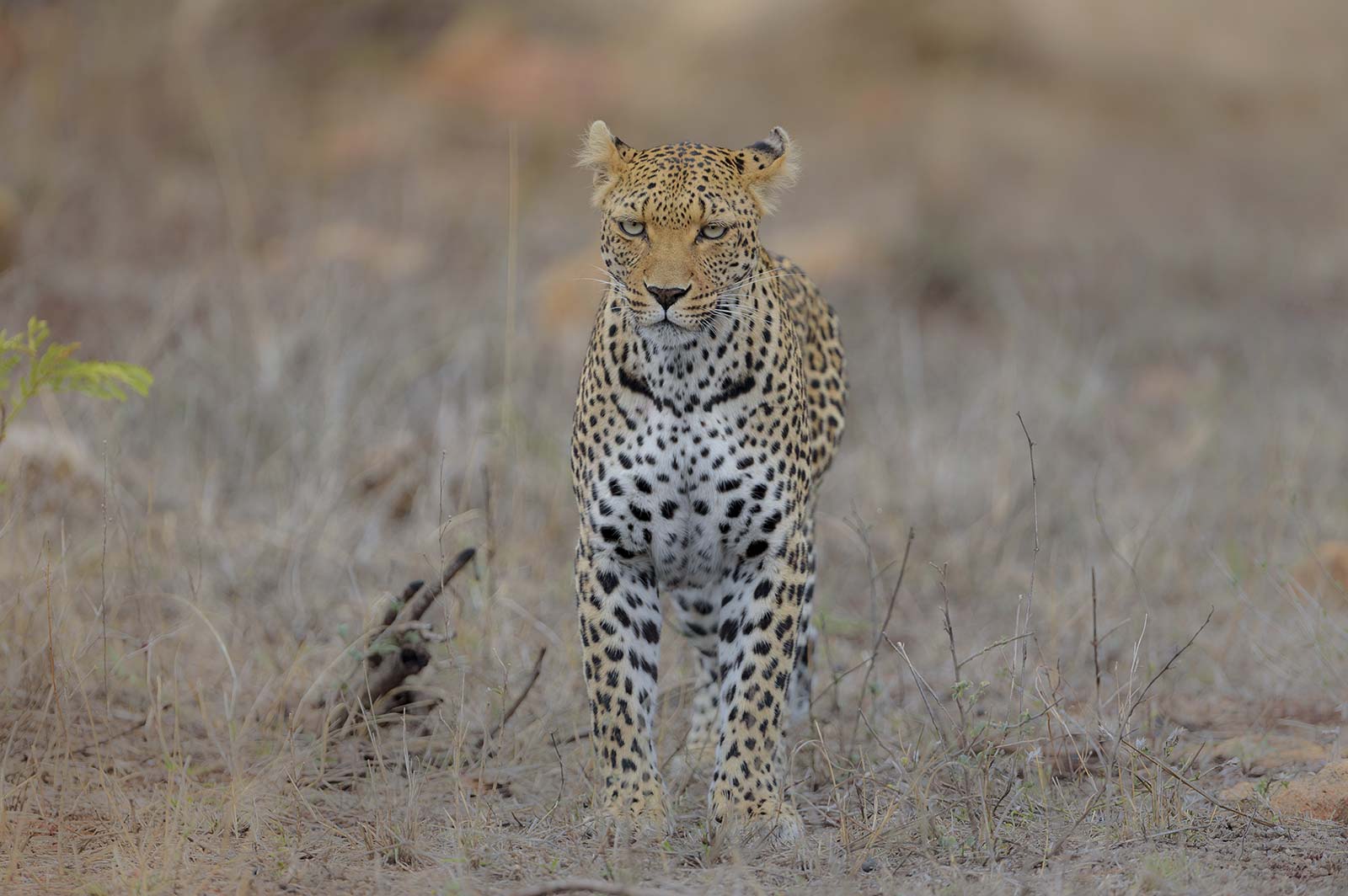 Leopard sighted at Falkenhorst