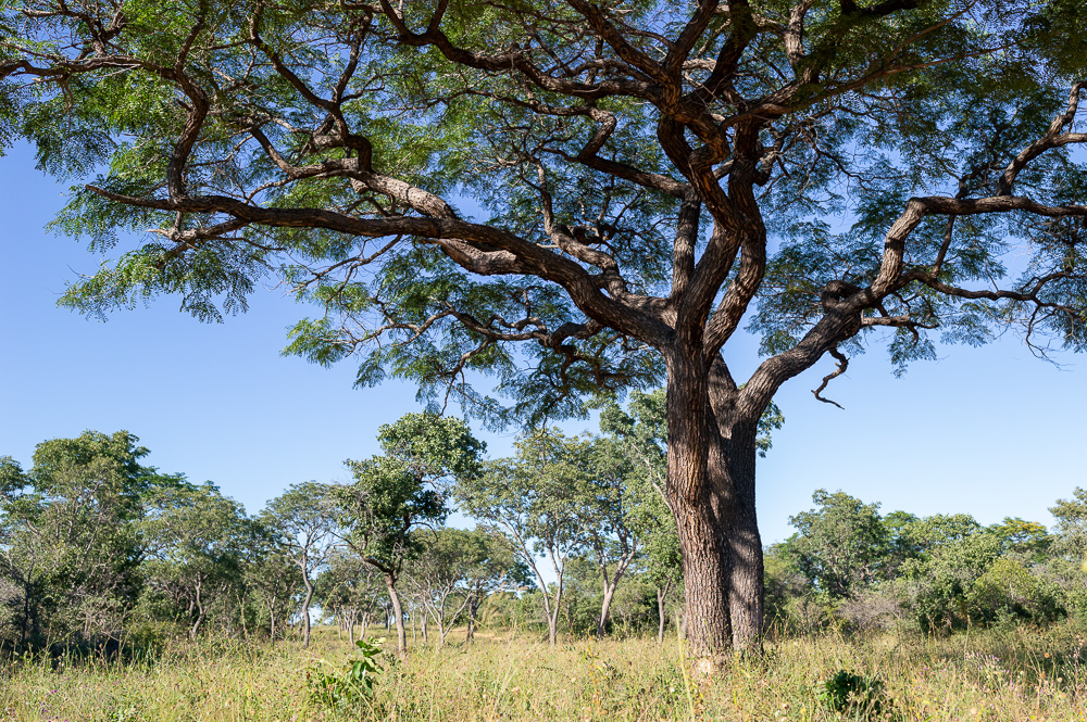 Laubwald im Buschmannland Namibia