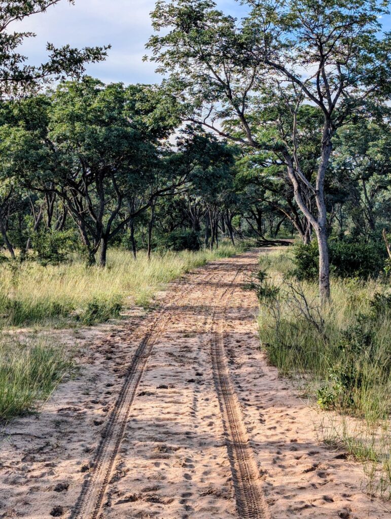 Laubwald im Buschmannland Namibia